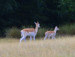 Knole Park, Sevenoaks Wallpaper
