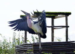 Eagle Heights Wildlife Foundation, Eynsford, Kent Wallpaper