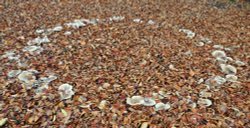 Sheffield Park Garden, Uckfield, a Fairy Ring Wallpaper