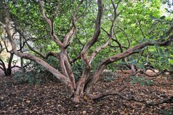 Sheffield Park Garden, Uckfield Wallpaper
