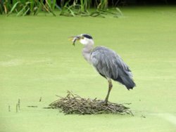heron at kew gardens Wallpaper