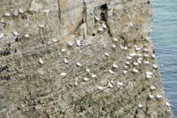 RSPB Bempton Cliffs near Bridlington Wallpaper