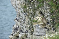 RSPB Bempton Cliffs near Bridlington Wallpaper