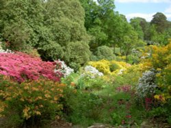 Leonardslee Garden, West Sussex Wallpaper