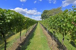 Chapel Down Winery Wallpaper