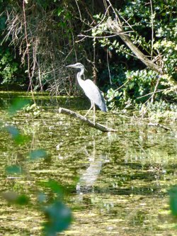 A Heron on the Chichester Canal, West Sussex