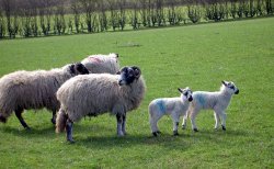 Sheep at Sleightholmedale Lodge Farm, Fadmoor, North Yorkshire Wallpaper