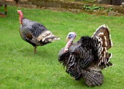 Long time until Christmas at Sleightholmedale Lodge Farm Wallpaper