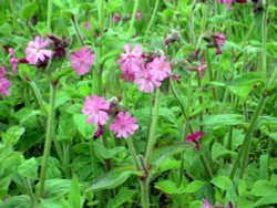 The Eden Project Wallpaper