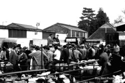 Livestock Market Day, Abergavenny, Monmouthshire 1987