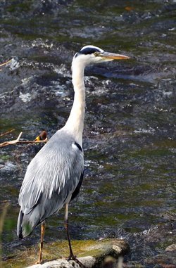 Heron at River Wharfe, Ilkley