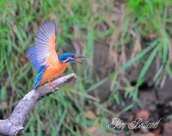 Kingfisher, Hyndburn, Lancashire Wallpaper