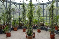 Glenveagh Castle Orangery Wallpaper