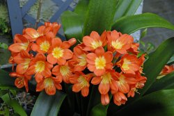 Glenveagh Castle Garden Wallpaper