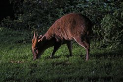 Muntjac Deer, Suffolk