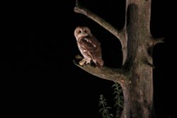 Tawney Owl, Suffolk