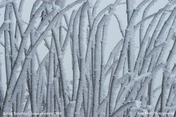 Hoar Frost, nr Acton Turville, Gloucestershire 2010 Wallpaper