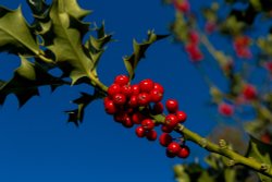 Holly Berries at Greys Court