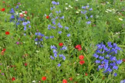 National Botanical Garden of Wales Wallpaper