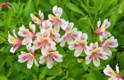 National Botanical Garden of Wales Wallpaper