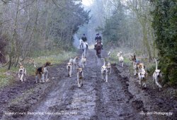 Beaufort Hunt, The Verge Wood, Badminton, Gloucestershire 1988 Wallpaper