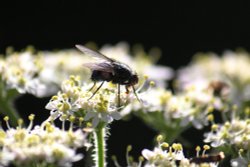 Hungry fly Wallpaper