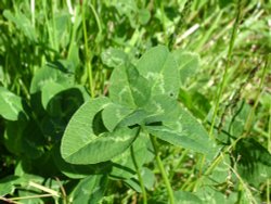 Six leaved clover