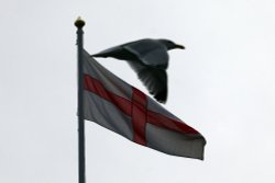 Gull and cross Wallpaper