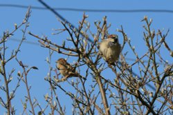 Cor, I fancy you! Wallpaper