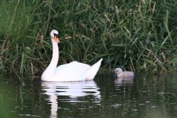 Swan and cygnet on River Otter