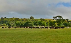 Cows in an Otterton field Wallpaper
