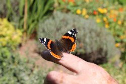 Bicton pet red admiral Wallpaper