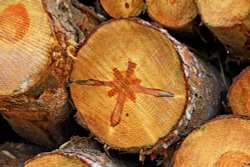 Trees felled in Budleigh Salterton Wallpaper