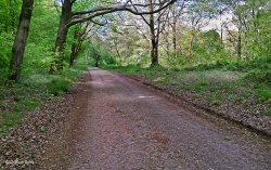 North Dorset Trailway Wallpaper