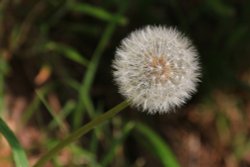 Nature' Timepiece Wallpaper