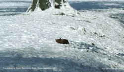 Fox snoozing !! Badminton Park, Gloucestershire 1985 Wallpaper