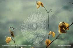 Spiders Web, nr Badminton, Gloucestershire 1994 Wallpaper