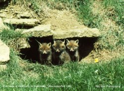 Fox-Cubs, nr Badminton, Gloucestershire 1984 Wallpaper