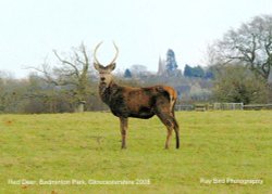 Red Deer, Badminton Park, Gloucestershire 2008 Wallpaper