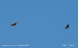 Buzzards, nr Badminton, Gloucestershire 2008 Wallpaper