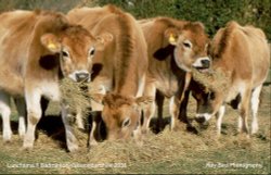 Jersey Heifers, Badminton, Gloucestershire 2008 Wallpaper