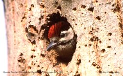 Greater Spotted Woodpeker, nr Badminton, Gloucestershire 1992 Wallpaper