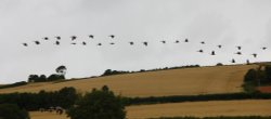 Canada Geese return to Budleigh Wallpaper