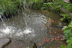 Wingham Wildlife Park Wallpaper