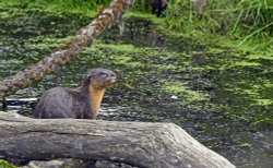 Wingham Wildlife Park Wallpaper