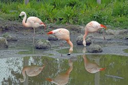 Wingham Wildlife Park Wallpaper