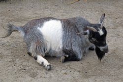 Wingham Wildlife Park Wallpaper