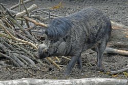 Wingham Wildlife Park Wallpaper