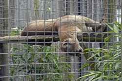 Wingham Wildlife Park Wallpaper