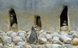 Wingham Wildlife Park Wallpaper